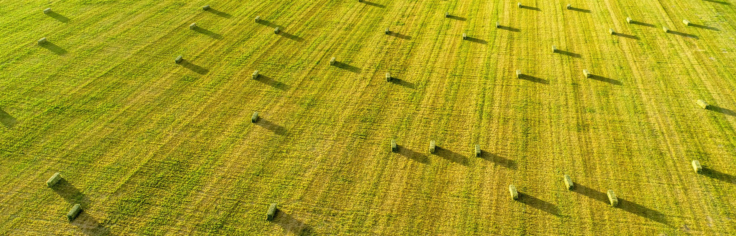 Alfalfa Field with Small Square Bales at Dusk