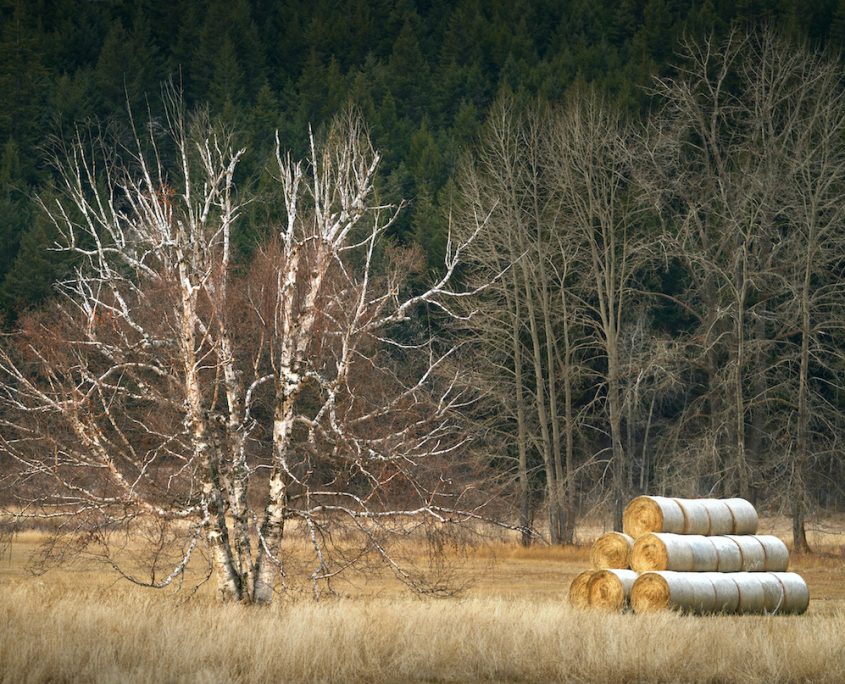 shutterstock_1577195071