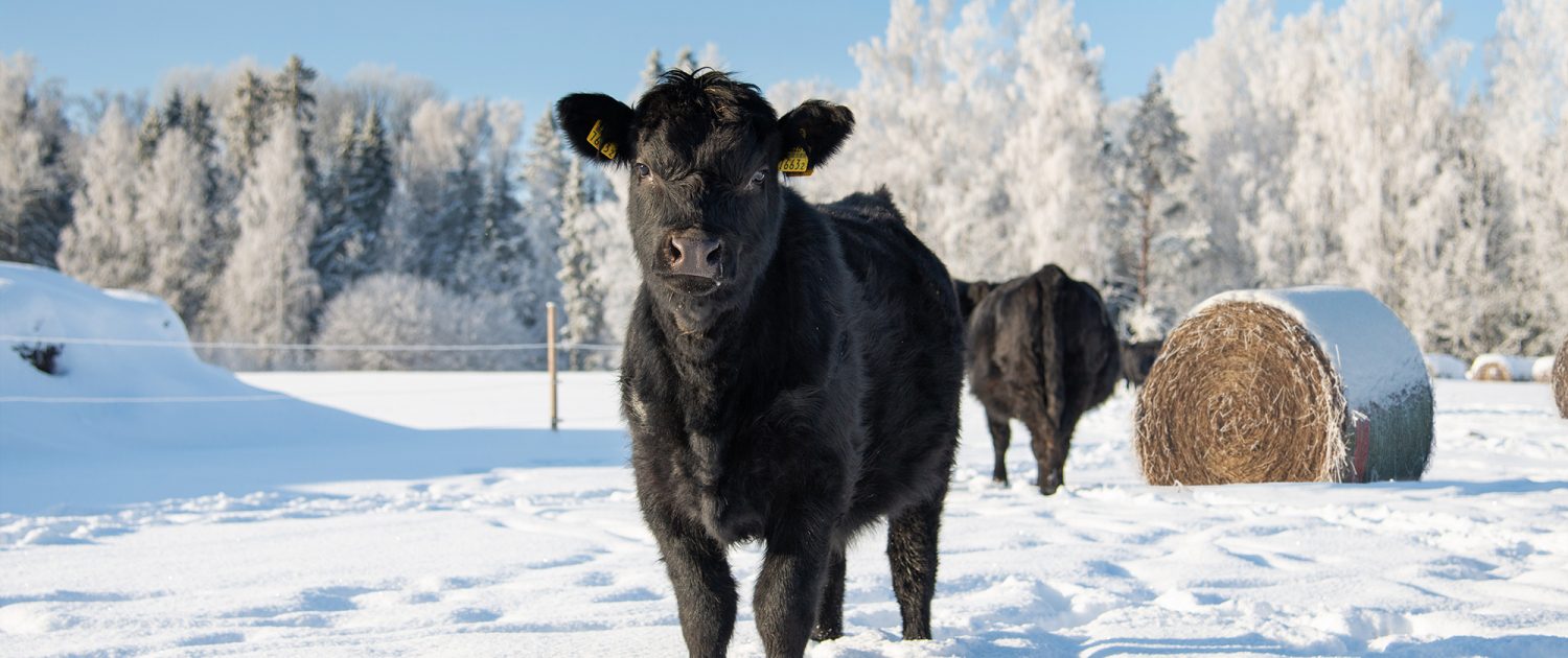 Committed_AG_Bales on snow_1599474763 web Committed AG | Bales on Snow