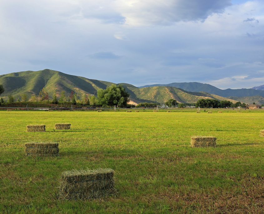 Hay,Bales,In,A,Summer,Field,,Utah,,Usa.
