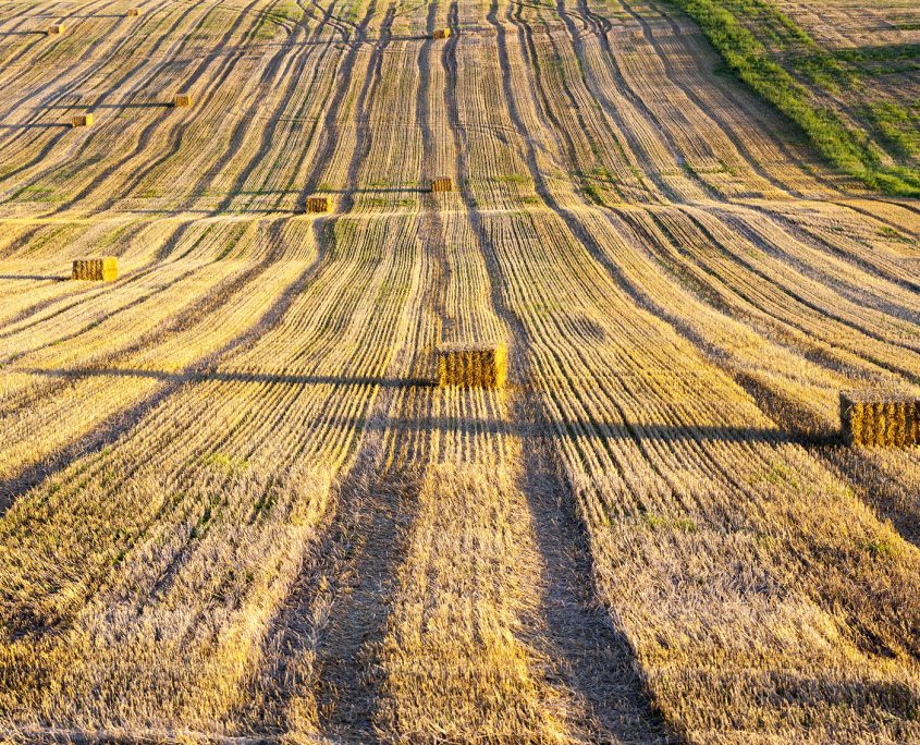 Agricultural,Field,On,Which,Wheat,Harvest,Gathered.,Bales,Of,Straw Committed AG | DON Medium Twine